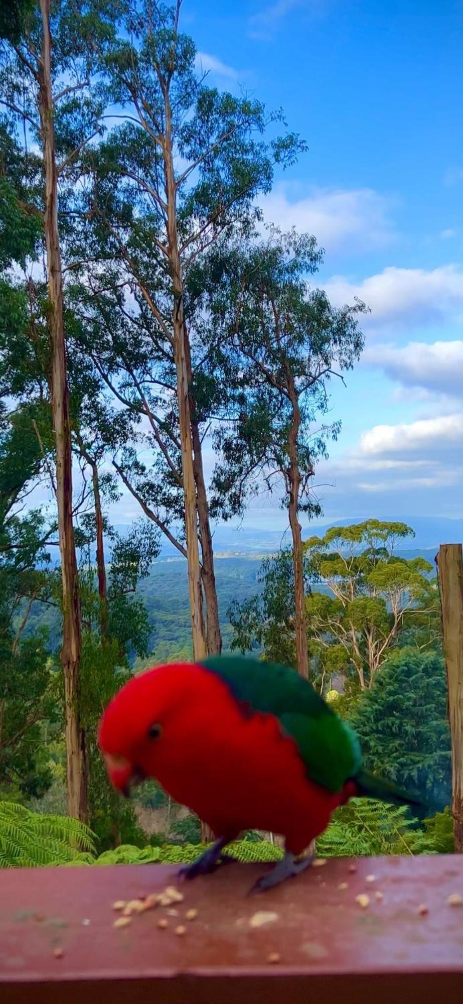 Melbourne Topview Villa In Dandenong Ranges Near Skyhigh Kalorama Buitenkant foto